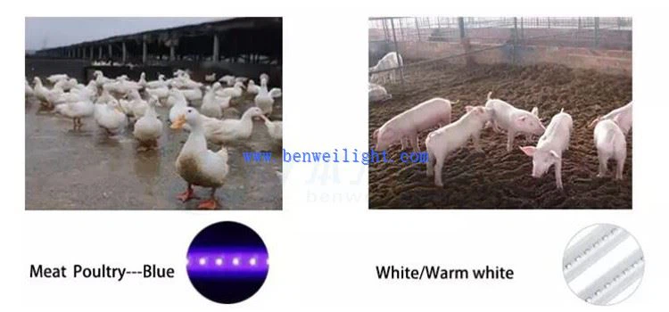 product-750-350 broiler lighting system