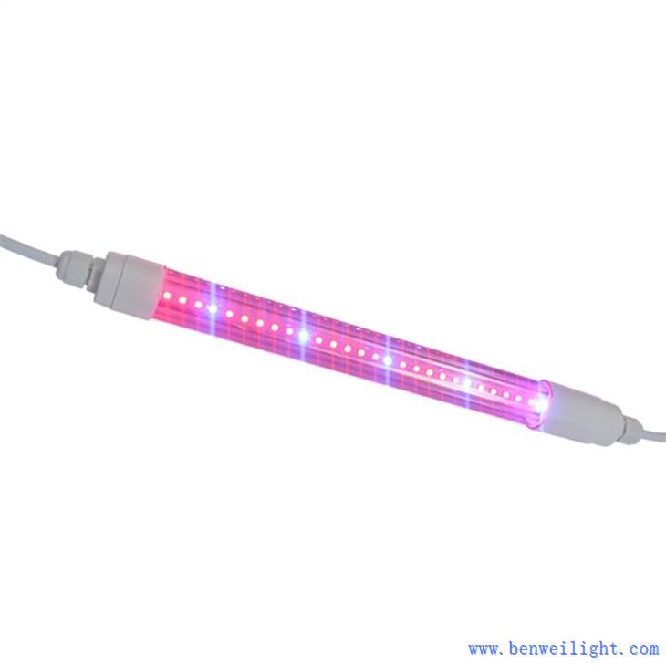 라이트 켈빈 및 루멘 성장