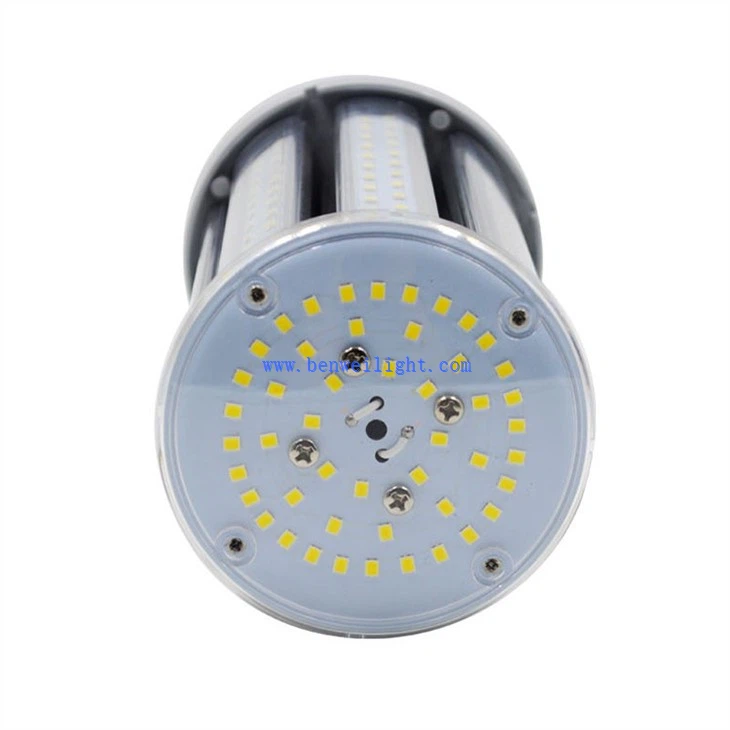 B22 옥수수 구근