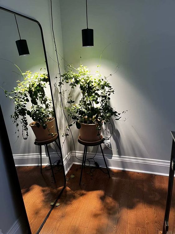30W Full Spectrum COB LED Grow Light | Dimmable Plant Growing Light for Indoor Cultivation price