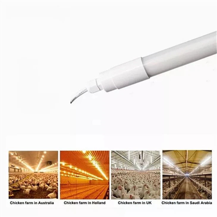poultry house lighting